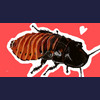 Madagascar Hissing Cockroach