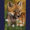 Baby Fox