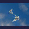 Doves